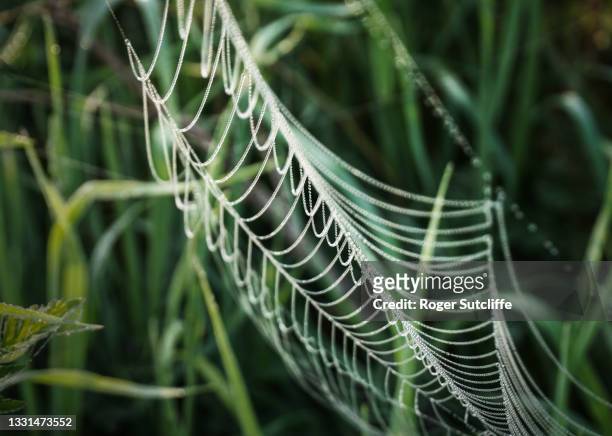 close-up spider web with dew drops - spider silk fotografías e imágenes de stock
