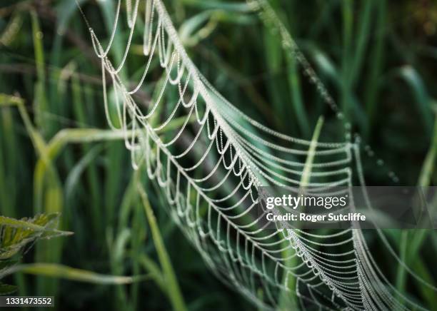 close-up spider web with dew drops - spider silk photos et images de collection