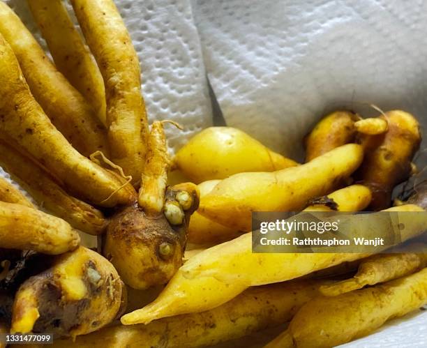 fingerroot on white background. - tumeric root isolated stock pictures, royalty-free photos & images