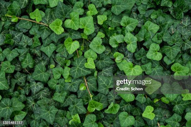 solid ivy on the ground in summer - ground ivy imagens e fotografias de stock