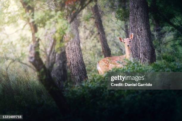a lovely deer, like bambi - cazorla stock pictures, royalty-free photos & images