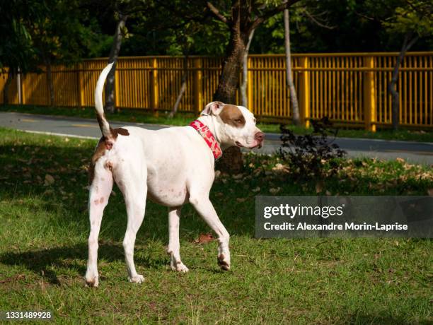 american pitbull terrier dog is happy walking in the public park in medellin, colombia - is pitbull white photos et images de collection