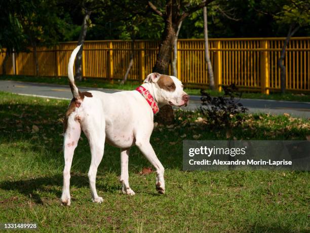 american pitbull terrier dog is happy walking in the public park in medellin, colombia - strong pitbull stock pictures, royalty-free photos & images