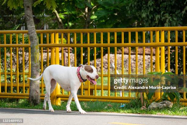 american pitbull terrier dog is happy walking in the public park in medellin, colombia - strong pitbull stock pictures, royalty-free photos & images