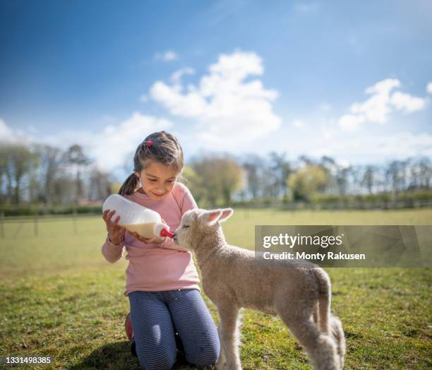 uk, north yorkshire, girl (6-7) feeding newborn lamb with bottle in organic farm - lamb feeding from sheep stockfoto's en -beelden