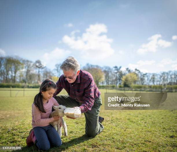 uk, north yorkshire, girl (6-7) with grandfather feeding lamb in organic farm - lamb animal fotografías e imágenes de stock