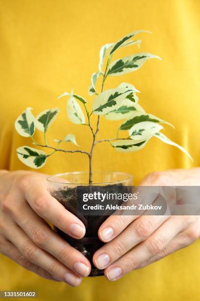 a female gardener or florist holds a pot with a houseplant or flower in her hands. a girl in a bright t-shirt shows a ficus seedling, grows plants for sale. a plant as a gift. the concept of a hobby. - pot plant gift stock pictures, royalty-free photos & images