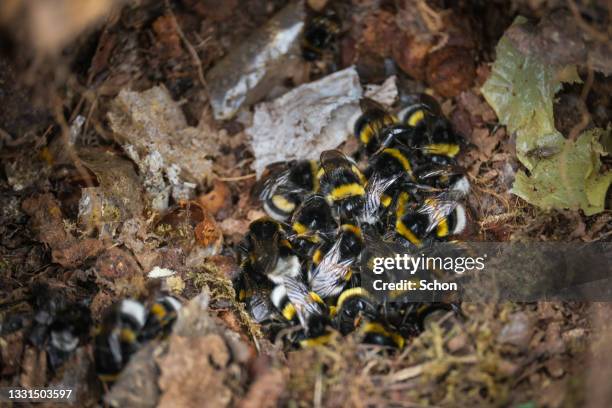 close-up of a nest with bumblebees in daylight - bumble bee stock pictures, royalty-free photos & images