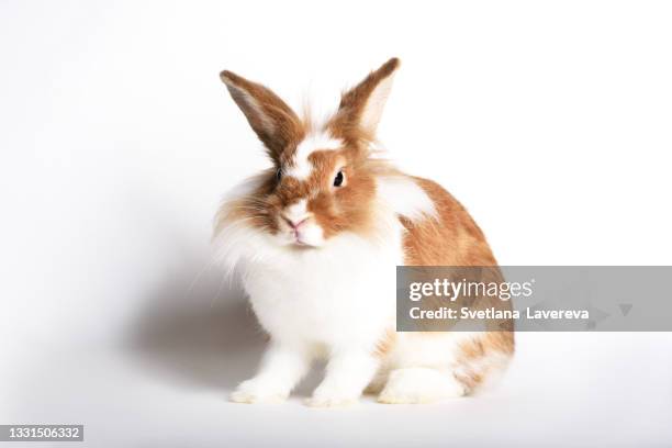 adorable red rabbit on a white background - osterhase stock-fotos und bilder