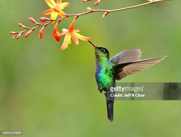 blue and green feeding in the rainforest - kolibrie stockfoto's en -beelden
