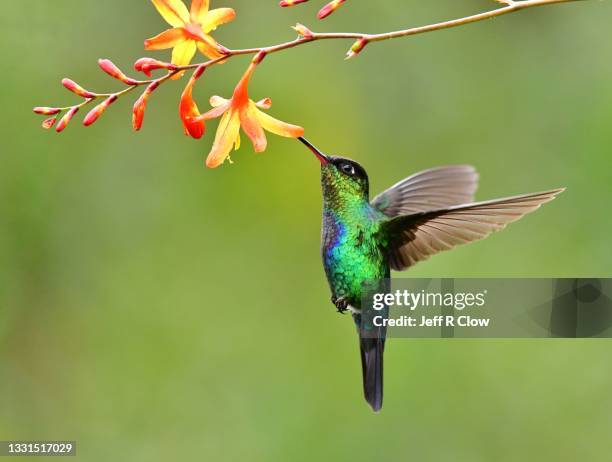 blue and green feeding in the rainforest - hummingbird stock pictures, royalty-free photos & images