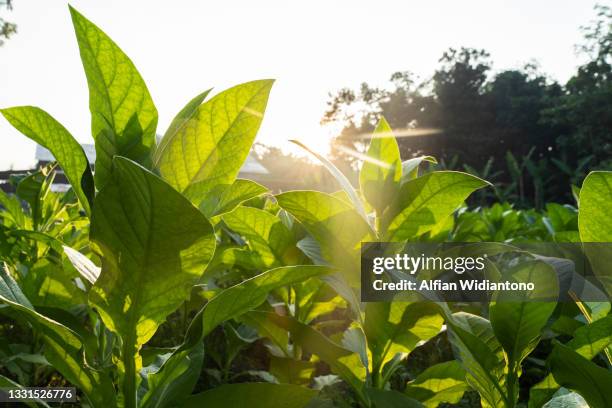 tobacco field - tobacco crop stock pictures, royalty-free photos & images