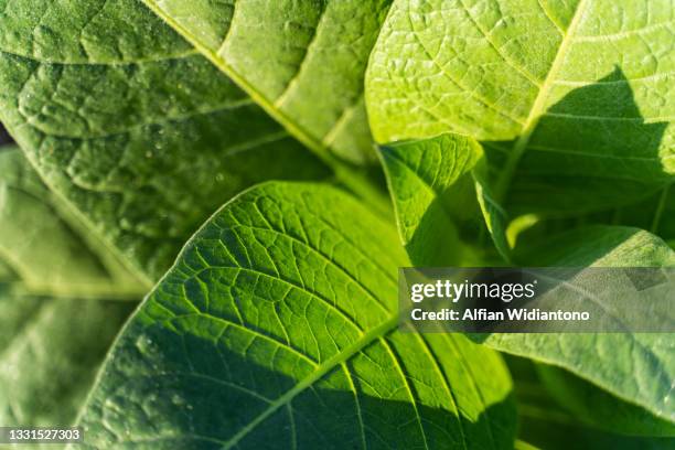 tobacco field - tobacco product foto e immagini stock