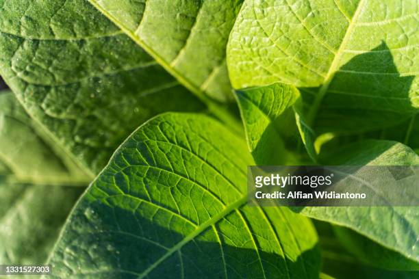 tobacco field - tobacco product stock pictures, royalty-free photos & images