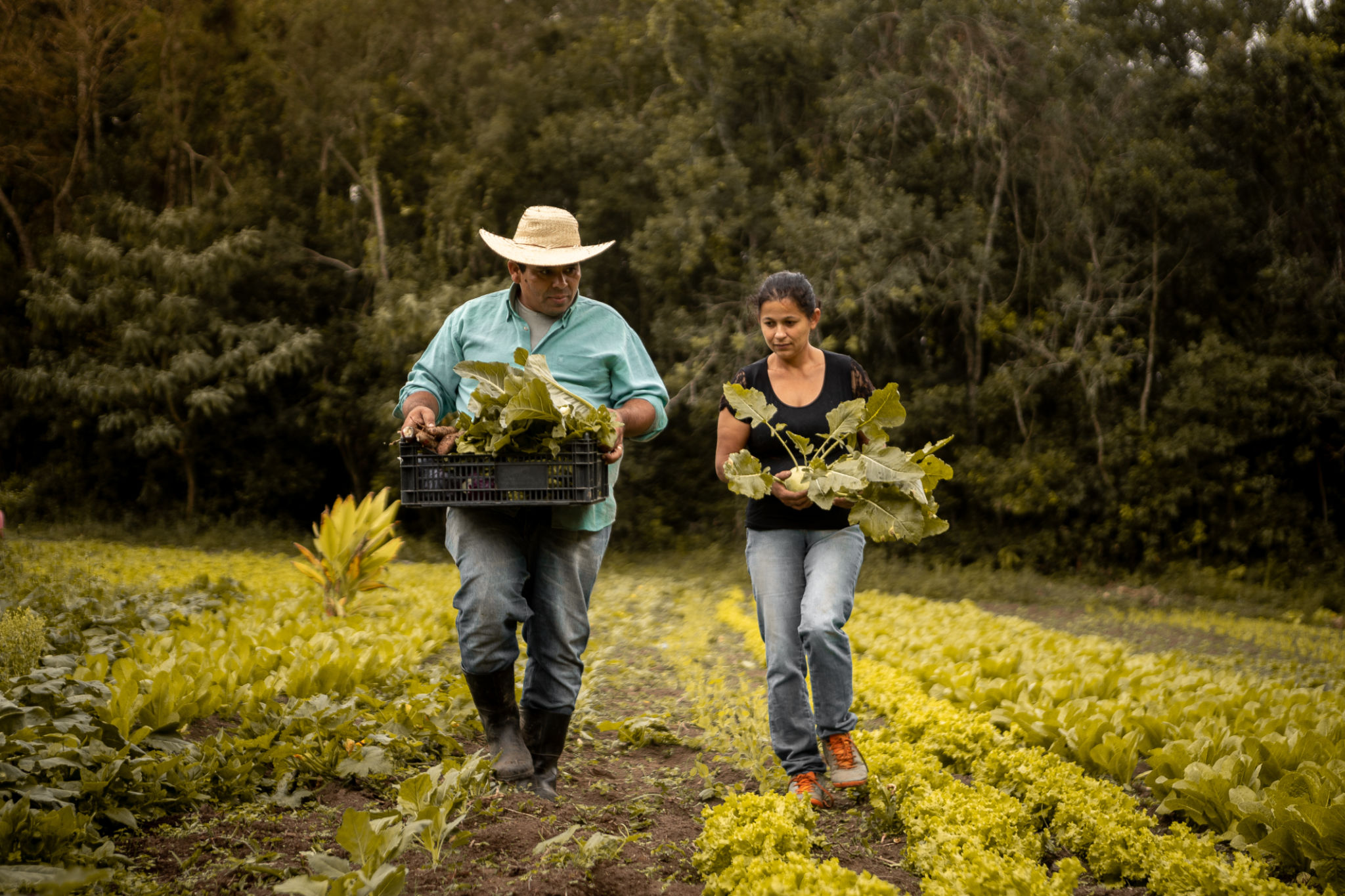 community supported agriculture