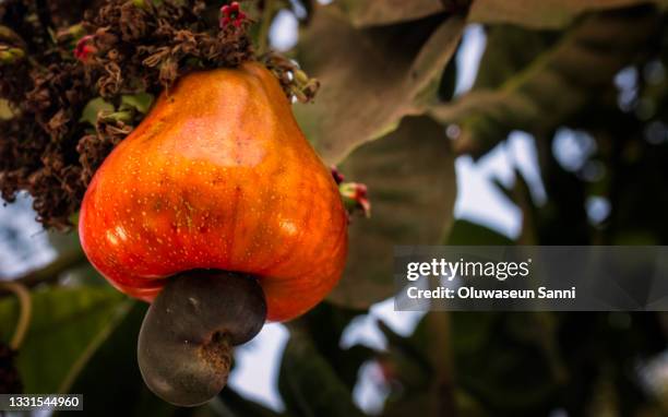 cashew on tree - cashewnuss stock-fotos und bilder