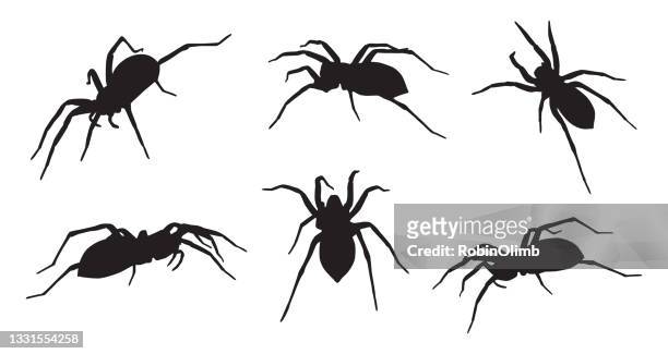 ilustraciones, imágenes clip art, dibujos animados e iconos de stock de seis siluetas de araña - spider