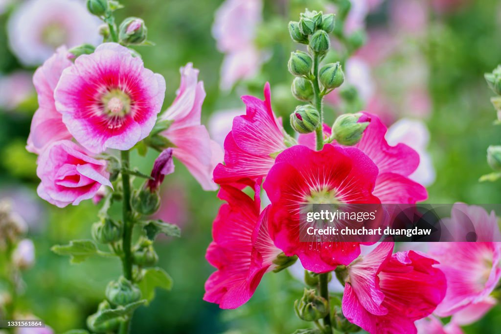 Flowers Holly Hock (Hollyhock) pink in the garden