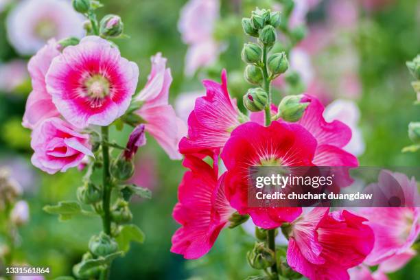 flowers holly hock (hollyhock) pink in the garden - stockrose stock-fotos und bilder