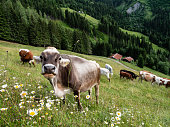 Tyrolean Grey Cattle on a Seasonal Mountain Pasture