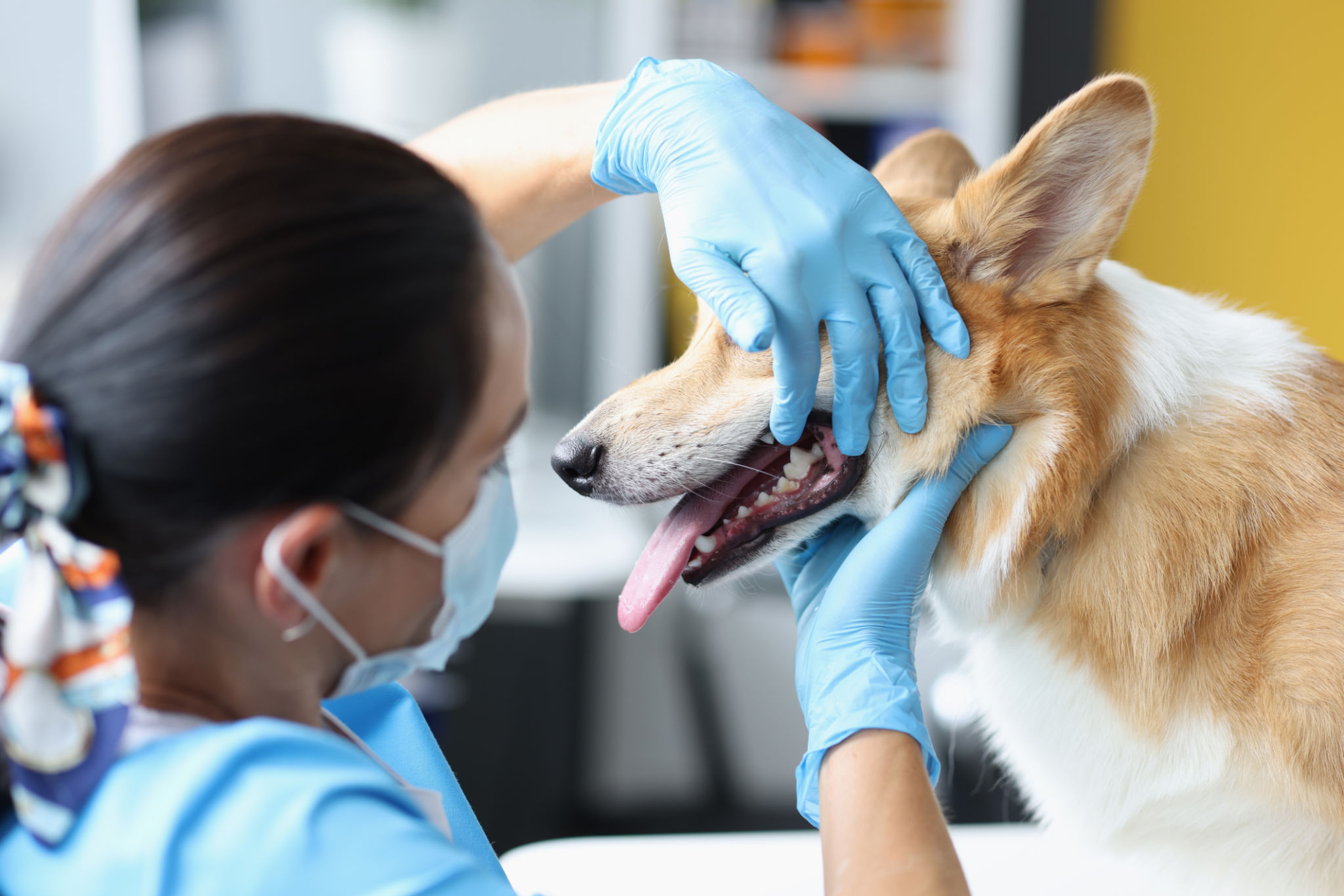 dog eye health
