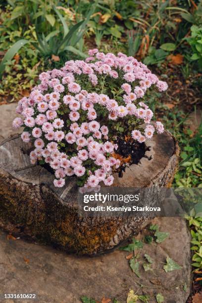 pink flowers rastun in the cut village stump - tree stump stock pictures, royalty-free photos & images