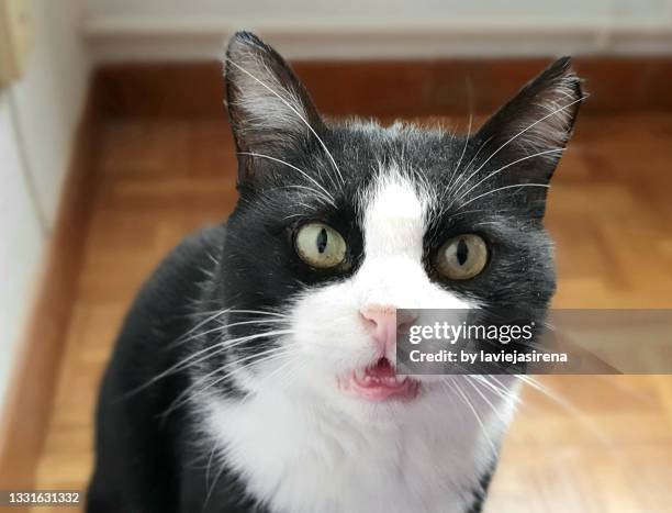 surprised cat - meowing stock pictures, royalty-free photos & images