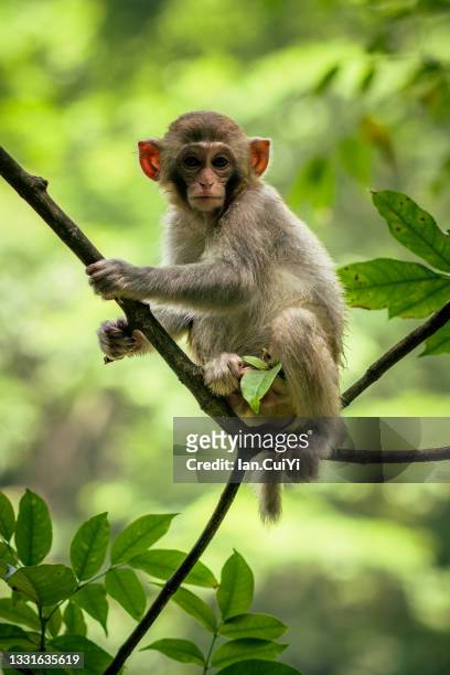 zhangjiajie baby monkey, hunan, china - macaque stock-fotos und bilder