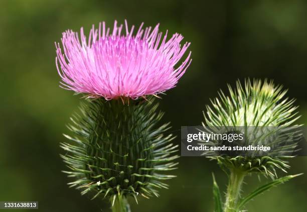 a spear thistle, cirsium vulgare, growing in a meadow. - distel stock-fotos und bilder