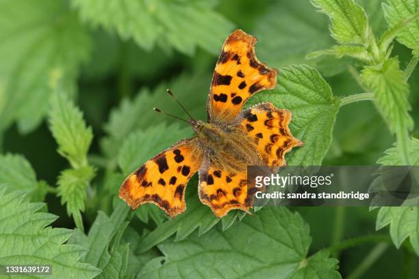 a pretty comma butterfly, polygonia c-album, resting on a stinging nettle plant. - urticaceae fotografías e imágenes de stock