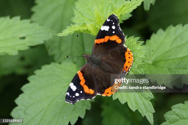 a pretty red admiral butterfly, vanessa atalanta, perched on a stinging nettle leaf. - vanessa atalanta stock pictures, royalty-free photos & images