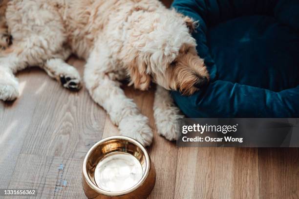 dog lying on bed at home, looking ill and sad - diarrhö stock-fotos und bilder