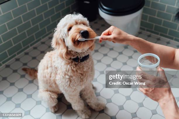 close-up shot of young man brushing teeth of his dog in the bathroom - grooming foto e immagini stock