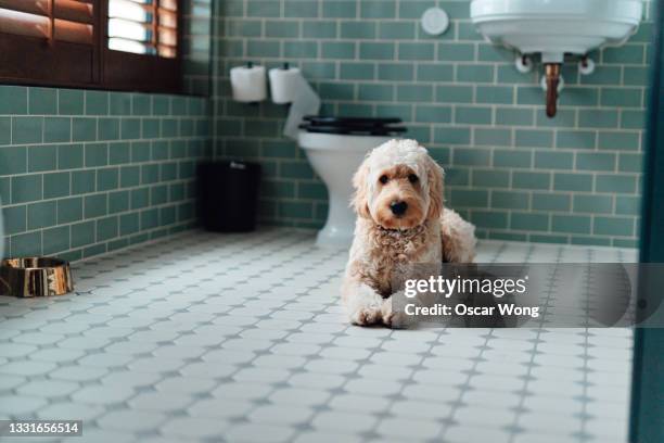 goldendoodle lying down in bathroom - sick window stock-fotos und bilder