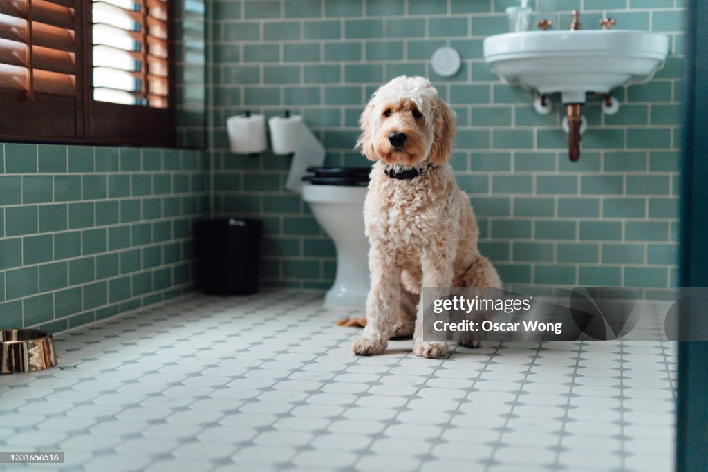 Goldendoodle sitting in bathroom