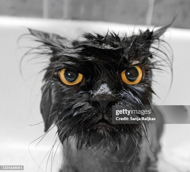 head of funny black cat - wet cat stock pictures, royalty-free photos & images