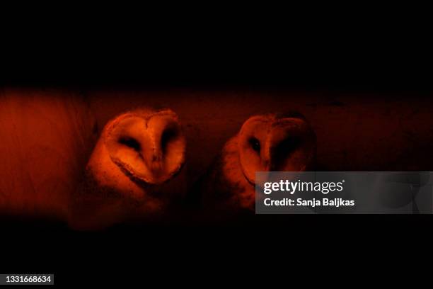 two owls - infrared lamp stock pictures, royalty-free photos & images