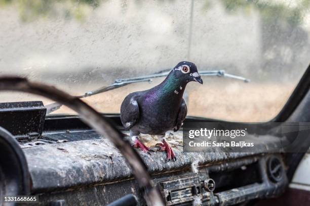 pigeon car house - dirty car stockfoto's en -beelden