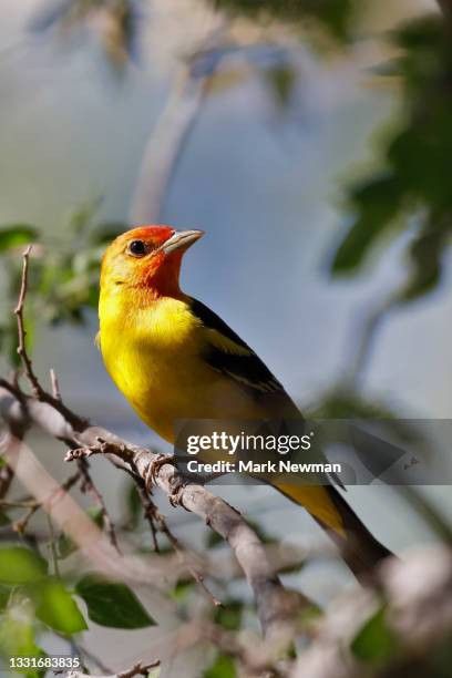 western tanager - piranga ludoviciana stock pictures, royalty-free photos & images