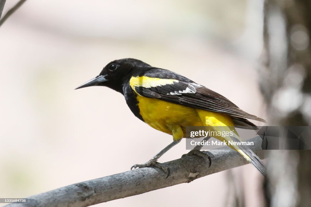 Scott's oriole