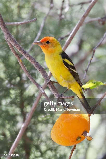 western tanager - piranga ludoviciana stock pictures, royalty-free photos & images