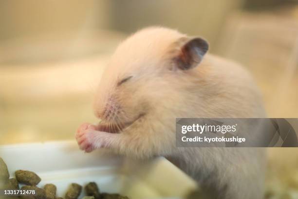 happy cute hamster - roborovski hamster stock pictures, royalty-free photos & images