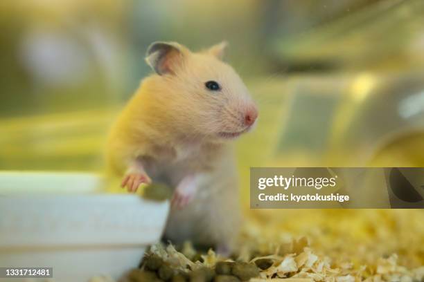 happy cute hamster - roborovski hamster stock pictures, royalty-free photos & images
