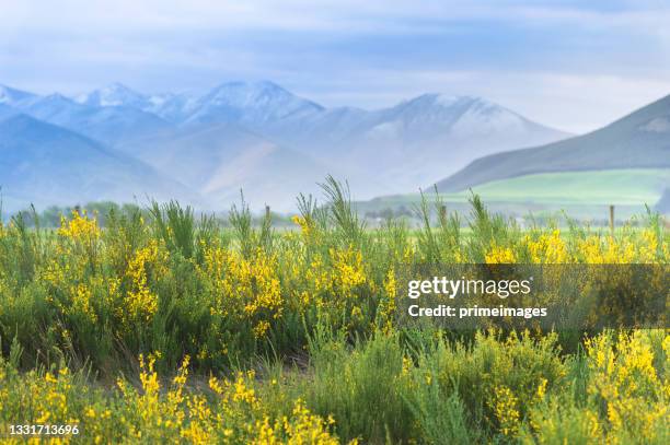 new zealand road side  field of meadow  panorama in sunny spring day - daffodil field stock pictures, royalty-free photos & images