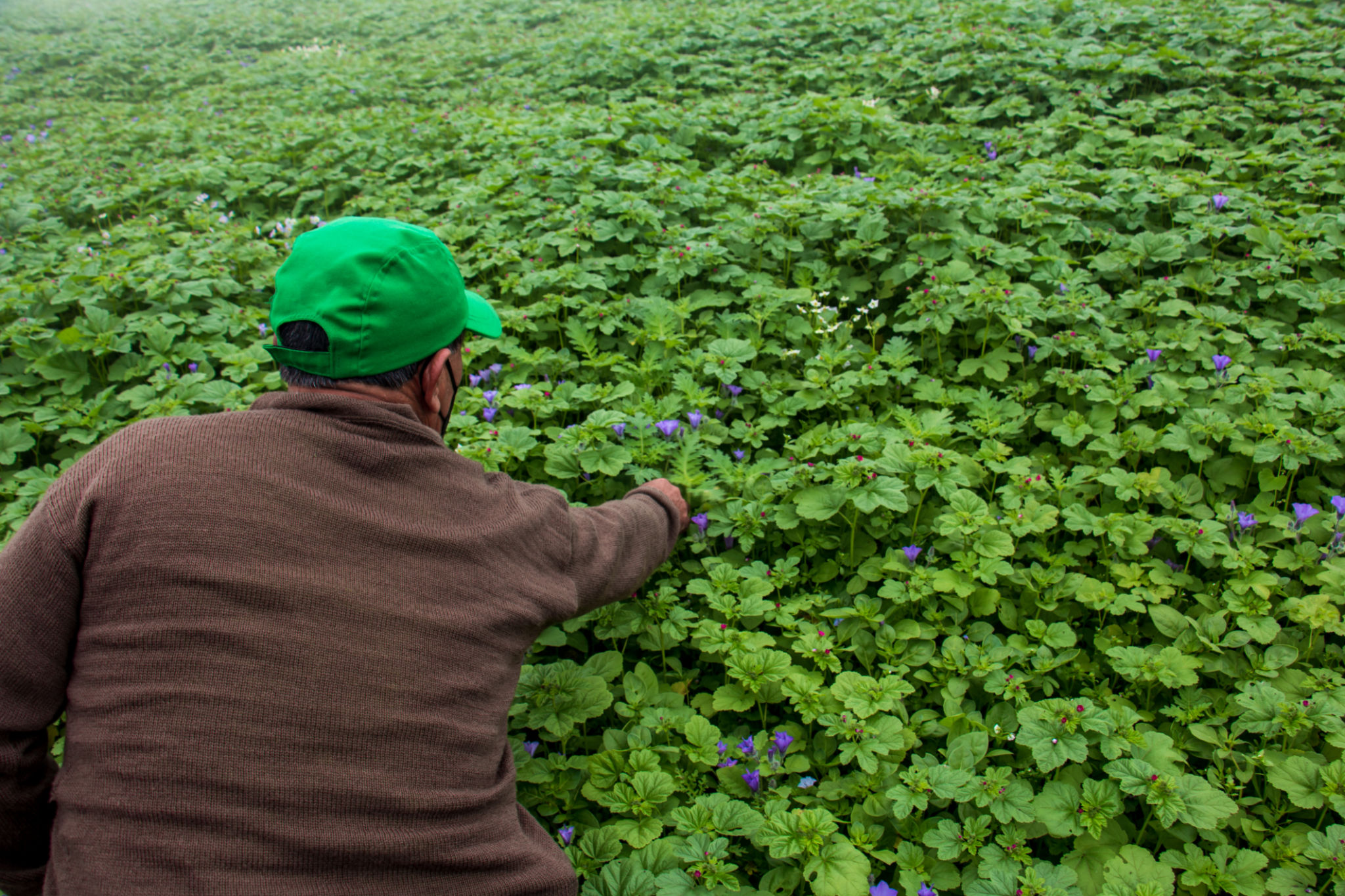 peruvian asparagus field