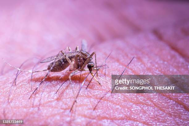 a mosquito that is clinging to a person's skin and is about to feed on blood. - keystone stock pictures, royalty-free photos & images