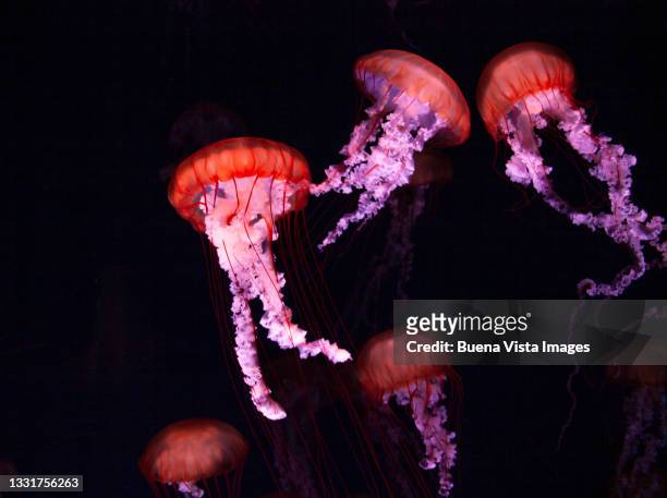 sea nettle jellyfish - sea nettle jellyfish stockfoto's en -beelden