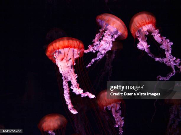 sea nettle jellyfish - chrysaora quinquecirrha stock pictures, royalty-free photos & images
