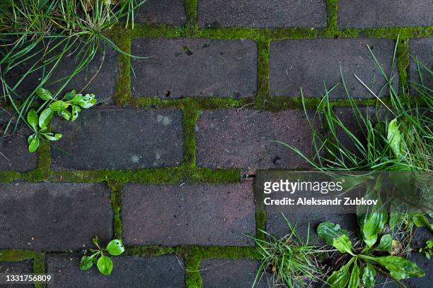 old mossy stonework. massive wall background with green plants and sprouted grass. the rough stone wall of an ancient building. green moss on a rock close-up. textured background. - paving stone stock-fotos und bilder