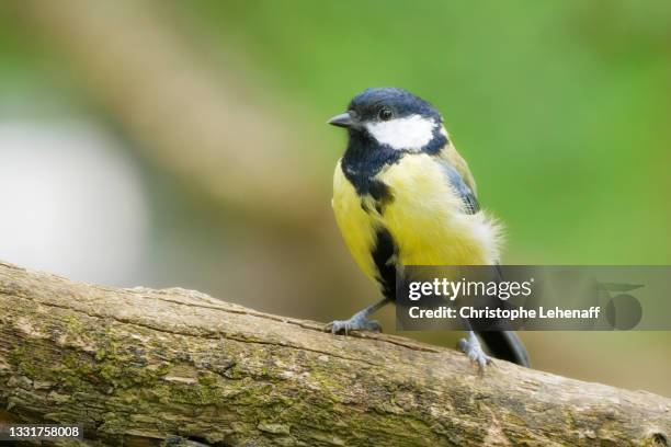 close up on a great tit - chapim real imagens e fotografias de stock